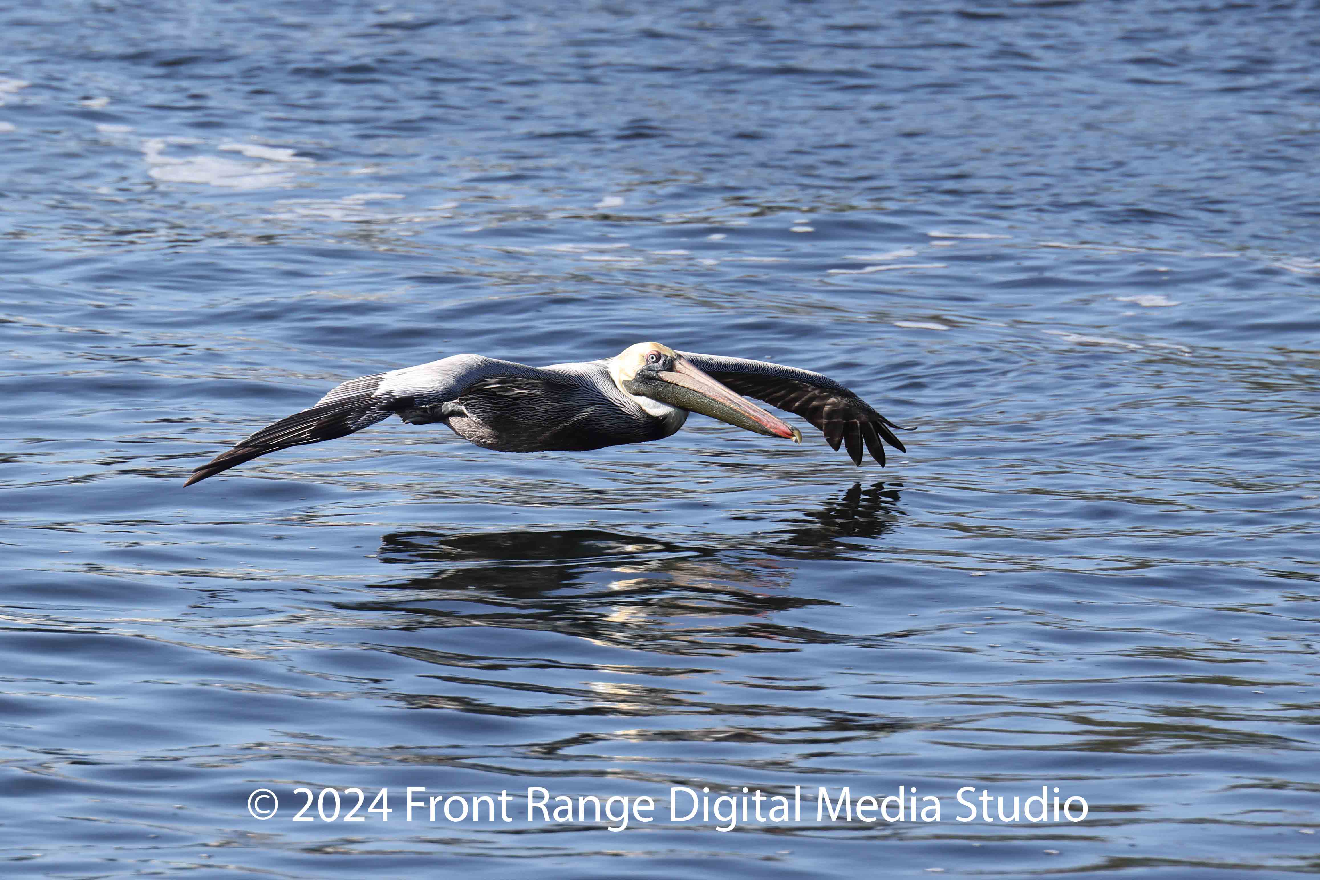 Pelican flying low