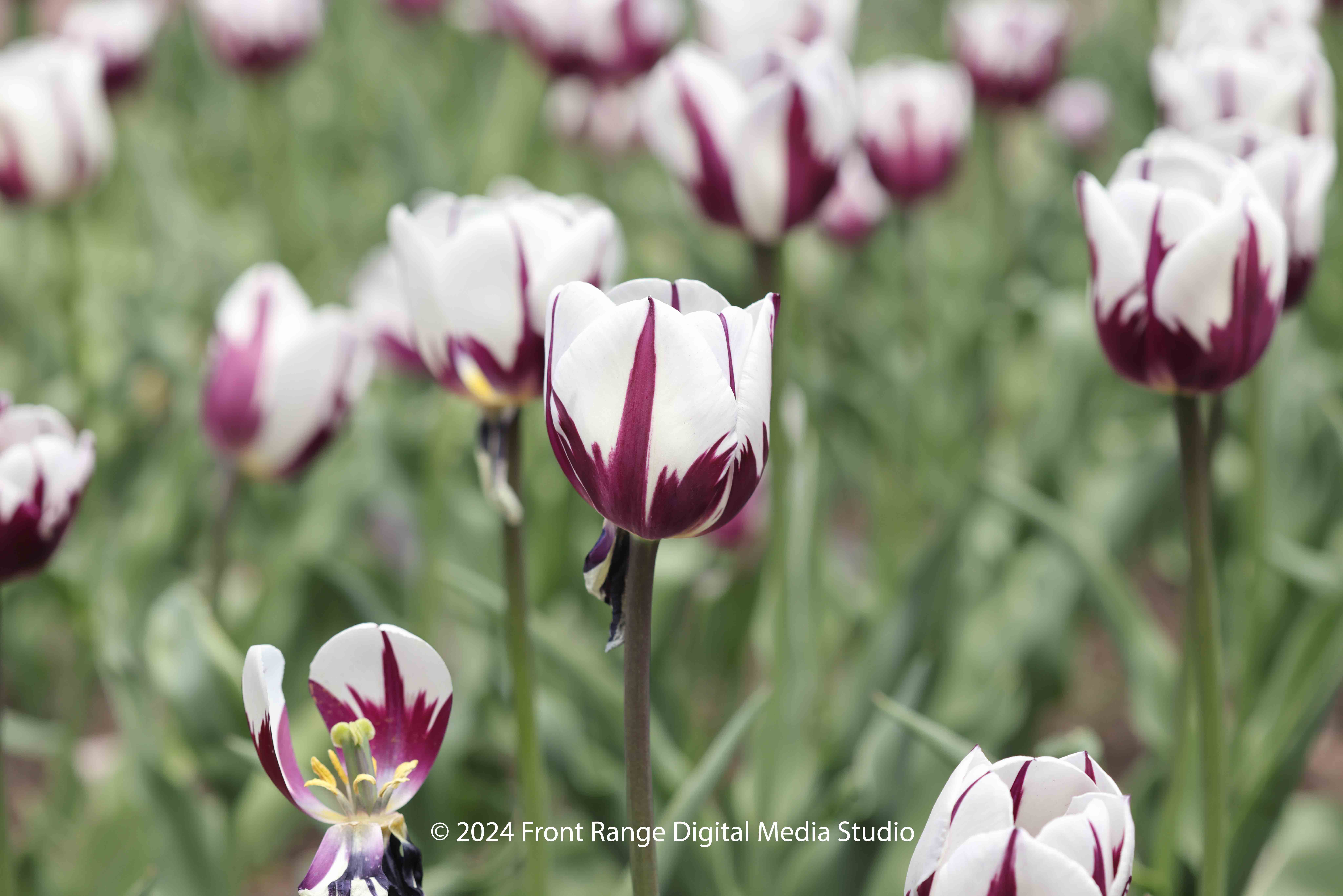 Purple and white tulips