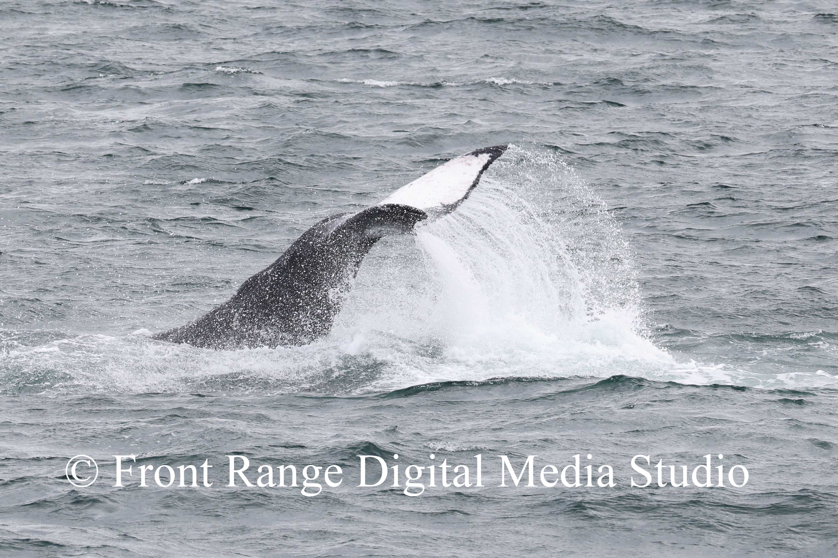 Humpback fluke